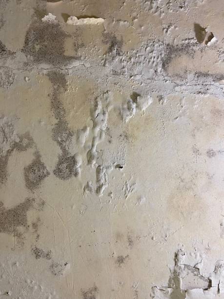 Best Crawl Space Mold Remediation in Holiday City Berkeley, NJ